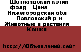 Шотландский котик фолд › Цена ­ 3 500 - Нижегородская обл., Павловский р-н Животные и растения » Кошки   